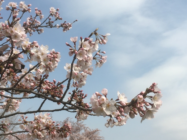 佐志田Diary「春のおとずれ」について掲載しました。